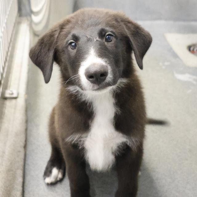 adoptable Dog in San Antonio, TX named FREDDIE