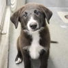 adoptable Dog in  named FREDDIE