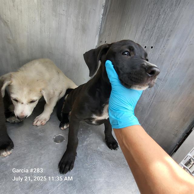 adoptable Dog in San Antonio, TX named CARLY