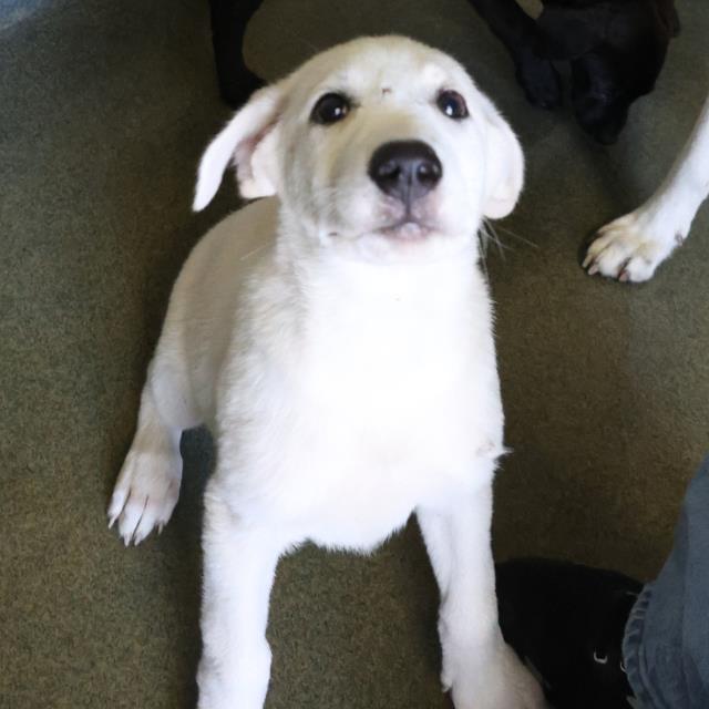 adoptable Dog in San Antonio, TX named SAM
