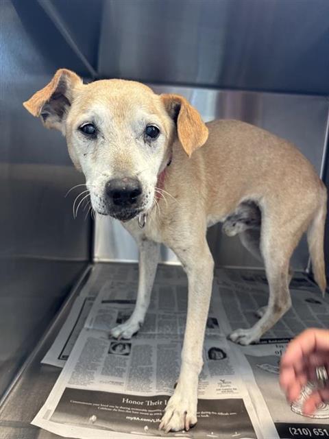 adoptable Dog in San Antonio, TX named CHARLIE