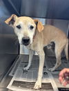adoptable Dog in  named CHARLIE