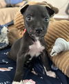 adoptable Dog in  named LIL BIT