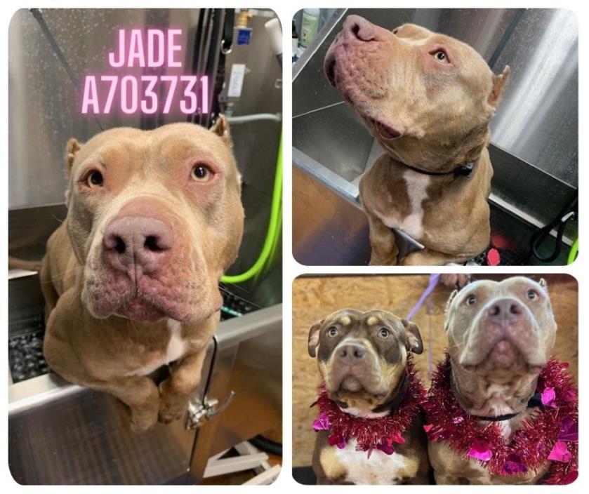 adoptable Dog in San Antonio, TX named JADE