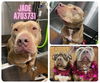 adoptable Dog in  named JADE