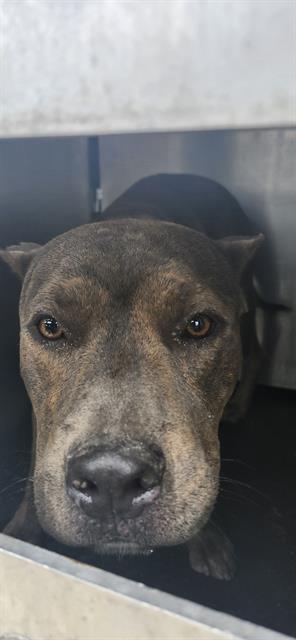 adoptable Dog in San Antonio, TX named A765935