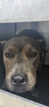 adoptable Dog in  named A765935