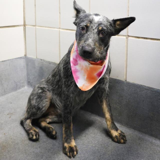 adoptable Dog in San Antonio, TX named SUMMER