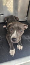 adoptable Dog in  named JASMINE