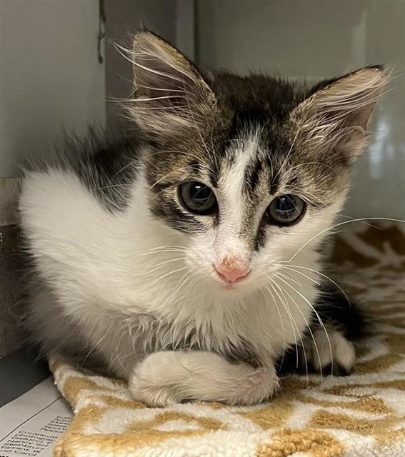adoptable Cat in San Antonio, TX named KIT-KAT