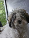 adoptable Dog in  named ANGEL