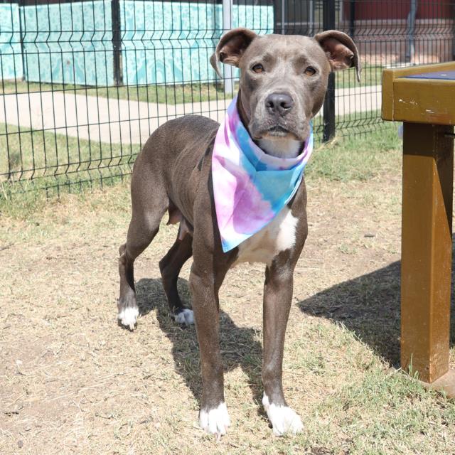 adoptable Dog in San Antonio, TX named BETTY