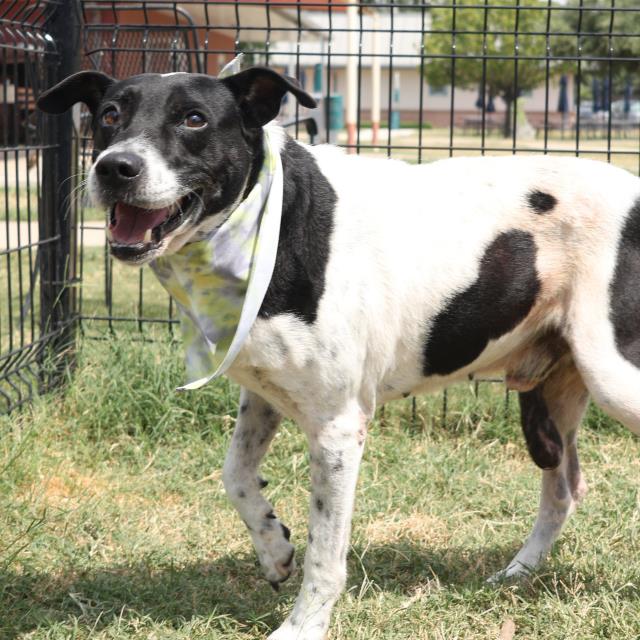 adoptable Dog in San Antonio, TX named KIKO