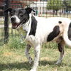 adoptable Dog in  named KIKO