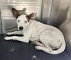 adoptable Dog in  named A765951