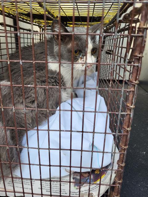 adoptable Cat in San Antonio, TX named DAISY