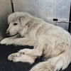 adoptable Dog in  named SNOW FLAKE