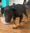 adoptable Dog in  named JENNY
