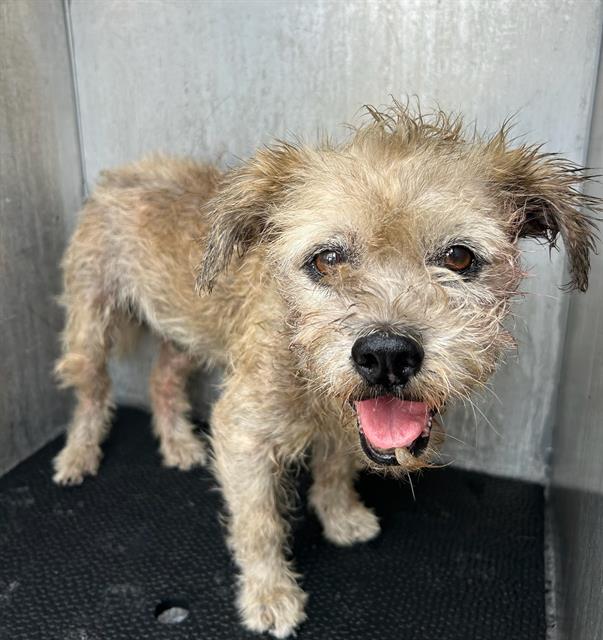 adoptable Dog in San Antonio, TX named BENNY