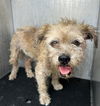 adoptable Dog in  named BENNY