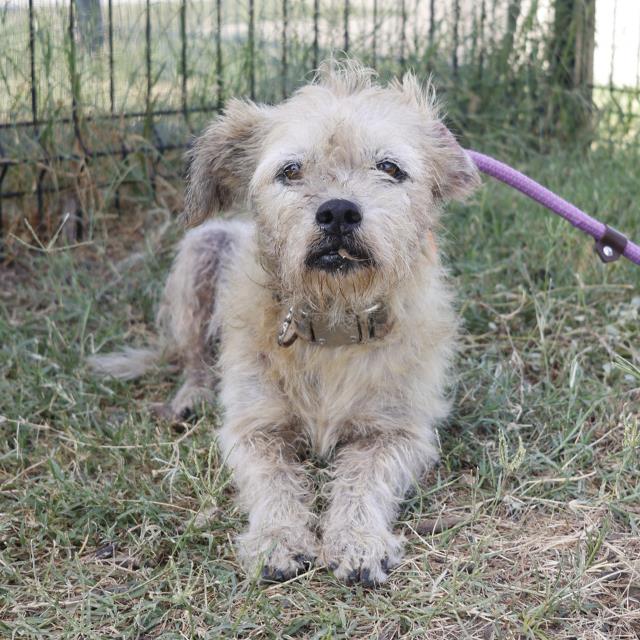adoptable Dog in San Antonio, TX named MASON