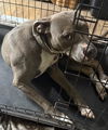adoptable Dog in  named NALA