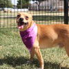 adoptable Dog in San Antonio, TX named KING