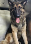 adoptable Dog in San Antonio, TX named REX
