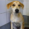 adoptable Dog in  named BUTTERCUP