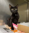 adoptable Cat in  named TONKA