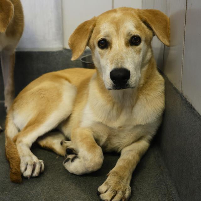 adoptable Dog in San Antonio, TX named BLOSSOM