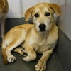 adoptable Dog in  named BLOSSOM