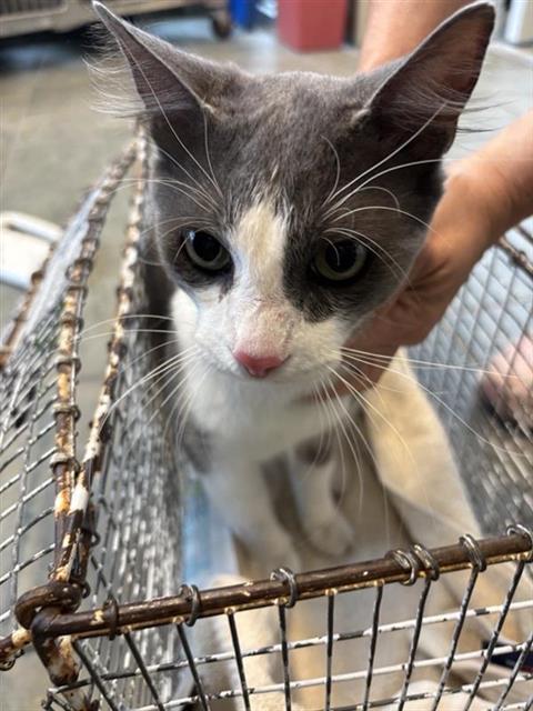 adoptable Cat in San Antonio, TX named WHISKERS