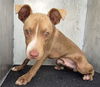 adoptable Dog in  named FOREST