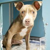 adoptable Dog in San Antonio, TX named FOREST