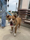 adoptable Dog in ,  named A765985