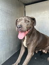 adoptable Dog in ,  named PATRICIA