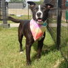adoptable Dog in  named OREO