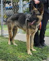 adoptable Dog in San Antonio, TX named MAX