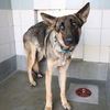 adoptable Dog in San Antonio, TX named MAX