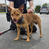 adoptable Dog in  named PEANUT