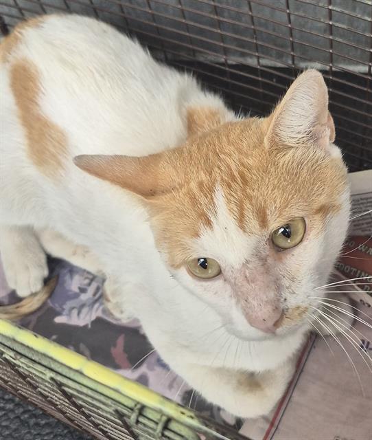 adoptable Cat in San Antonio, TX named EDWARD PEACH