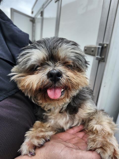 adoptable Dog in San Antonio, TX named THUMBALINA