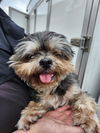 adoptable Dog in San Antonio, TX named THUMBALINA
