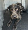 adoptable Dog in San Antonio, TX named SCOTTY