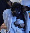 adoptable Dog in  named NUBIA