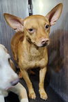 adoptable Dog in  named SUNNY