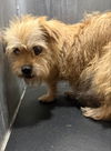 adoptable Dog in  named BELLA