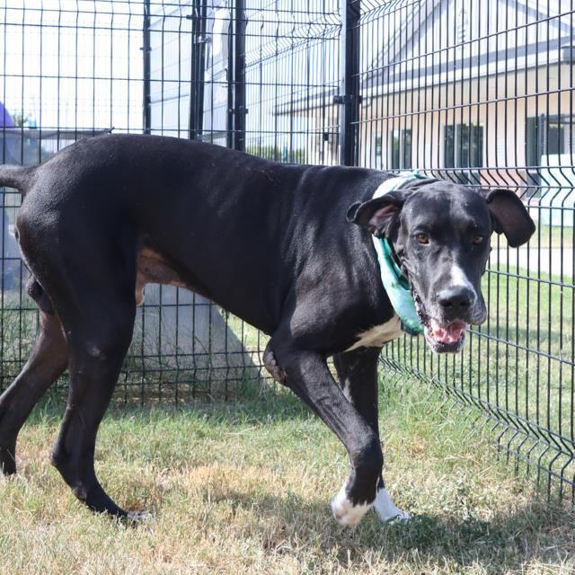 adoptable Dog in San Antonio, TX named REX