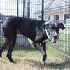 adoptable Dog in San Antonio, TX named REX